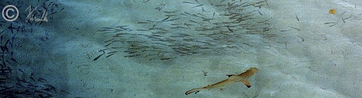 Schwarzspitzen-Riffhai (Carcharhinus melanopterus) jagt im Flachwasser in mitten eines Fischschwarmes