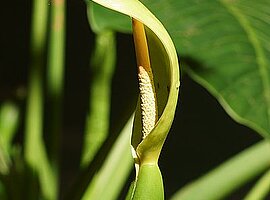 Blüte einer Spoon Lily (Alocasia brisbanensis)