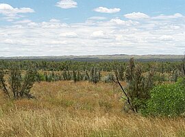 Landschaft mit blühender Grevillea juncifolia