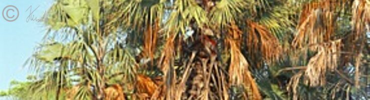 Palmenhain aus Mokolwane-Palmen (Hyphaene petersiana)