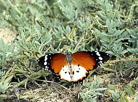 Monarchfalter hinter dem Strand