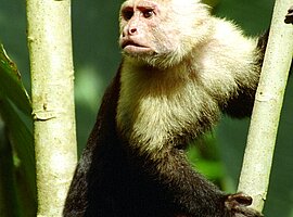 Weißgesichtskapuzineraffe (Cebus capucinus), Manuel Antonio Nationalpark