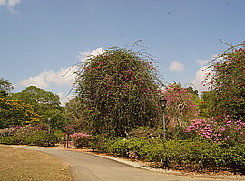 blühende Bäume, Sträucher und Bougainvillea am Rande der Kletterpflanzenanlage