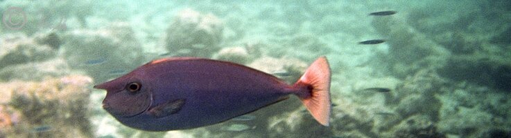 Unterwasserfoto: im Riff schwimmender gepunkteter Einhornfisch