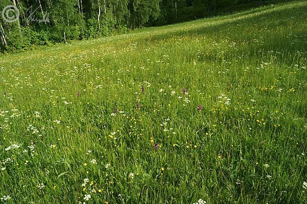bl&uuml;hende Bergwiese mit Knabenkr&auml;utern