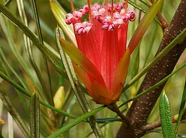 Blütenstand des Mountain Devil (Lambertia formosa)