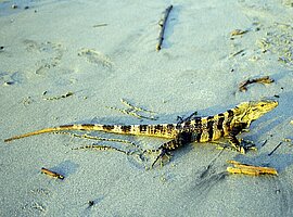 Schwarzer Leguan (Ctenosaura similis) abends am Strand, Manuel Antonio Nationalpark