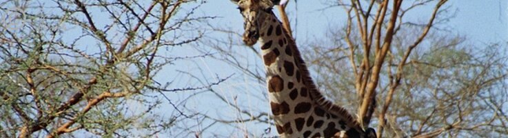 Giraffe (Giraffa camelopardalis peralta) im Schirmakazienbusch
