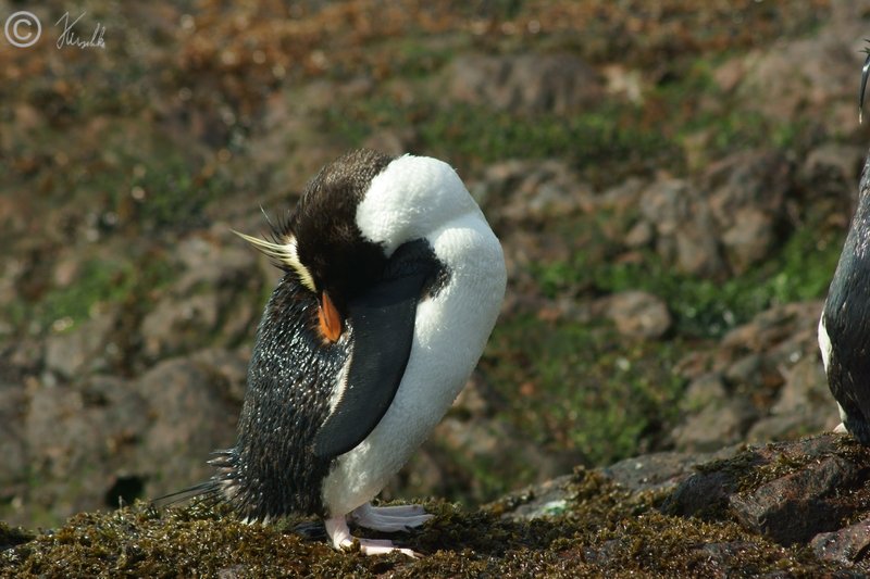 Felsenspringer-Pinguin (Eudyptes crestatus) putzt sich nach dem Bad