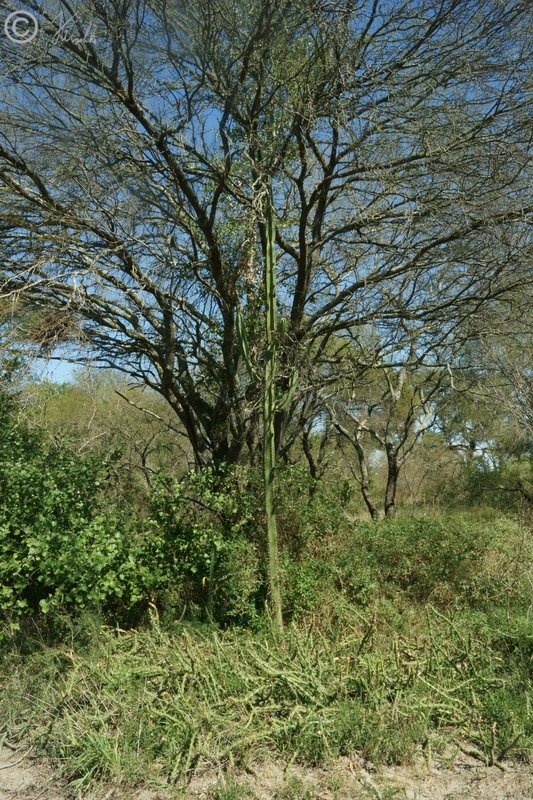 Kakteen im Trockenwald