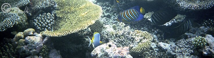 Unterwasserfoto: Korallenriff mit Fischschwärmen