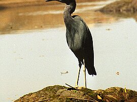 Blaureiher (Egretta caerulea) sitzt auf einem Felsen an der Mündung eines Baches