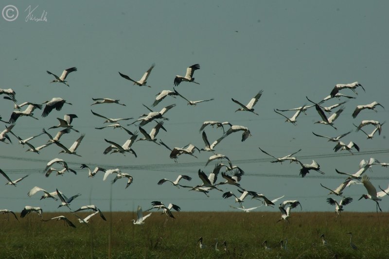 Schwarm Woodstorks (Mycteria americana) fliegt von einer Nasswiese auf