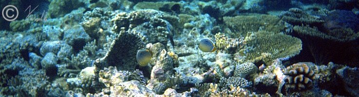 Unterwasserfoto: Schmetterlingsfische im Korallenriff