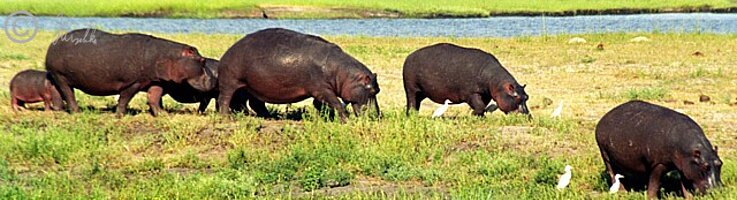 Flußpferde (Hippopotamus amphibius) fressen auf der Sumpfwiese des Chobe River