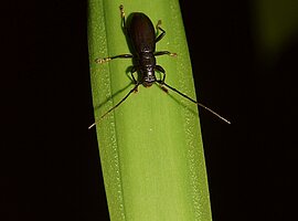 weiblicher Bockkäfer (Xylotoles wollastoni) auf einem Palmblatt