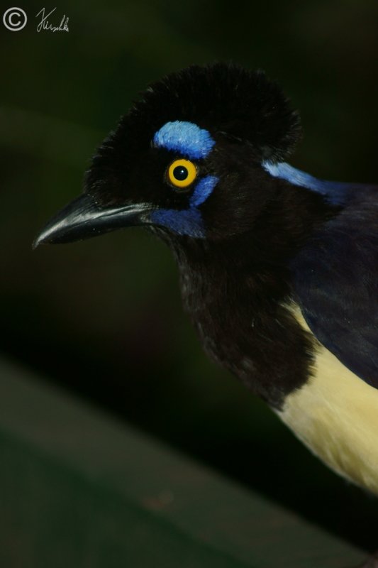 Portr&auml;t eines Plush-crested Jay (Cyanocorax chrysops)