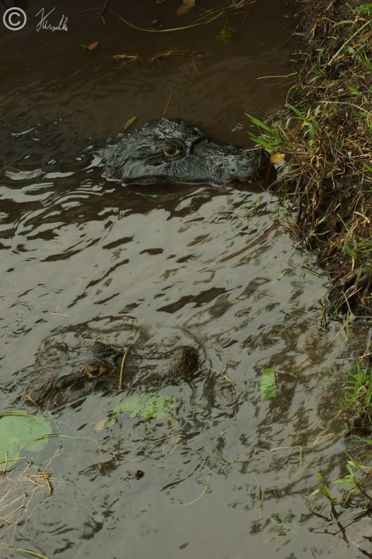 Ein männlicher und ein weiblicher Brillen-Kaiman (Caiman yacare) lauern auf Beute am Ufer