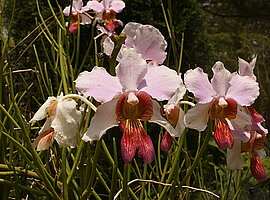 Blüte einer Orchidee (Vanda spec.)