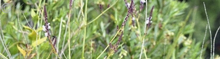 Lavendel (Lavandula rotundifolia)