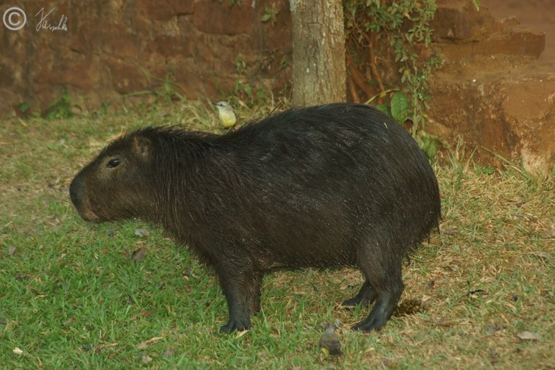 Wasserschwein (Hydrochoerus hydrochaeris) steht mit Fliegenschnäpper auf dem Rücken neben dem Visitor Centre