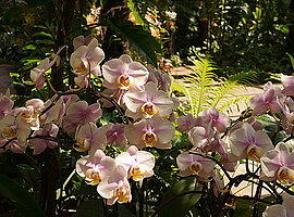 Blütenstand einer Phalaenopsis spec.