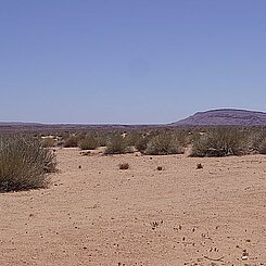 Ebene mit Wolfsmilchbeständen (Euphorbia dregeana)