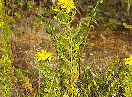 blühendes Hartheu (Hypericum spec.)