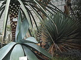 Agavenanlage im Flower Dome