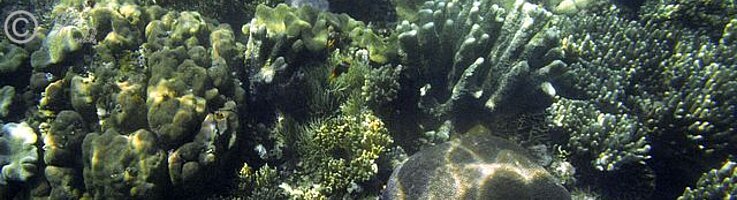 Tauchfoto Korallenstöcke vor dem Jais Aben Resort