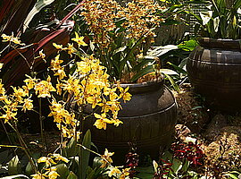 blühende Orchideen in Pflanzkübeln