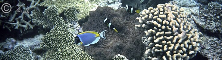 Unterwasserfoto: Anemonenfische über einer Anemone inmitten eines Korallenstockes
