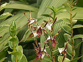 Blütenstand einer Orchidee (Arachnis spec.)