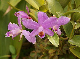 blühende Orchideen (Cattleya spec.)