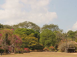 blühende Bäume und Bougainvillea am Rande der Kletterpflanzenanlage