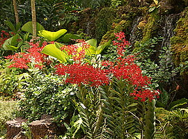 blühende Orchideen (Dendrobium spec.)