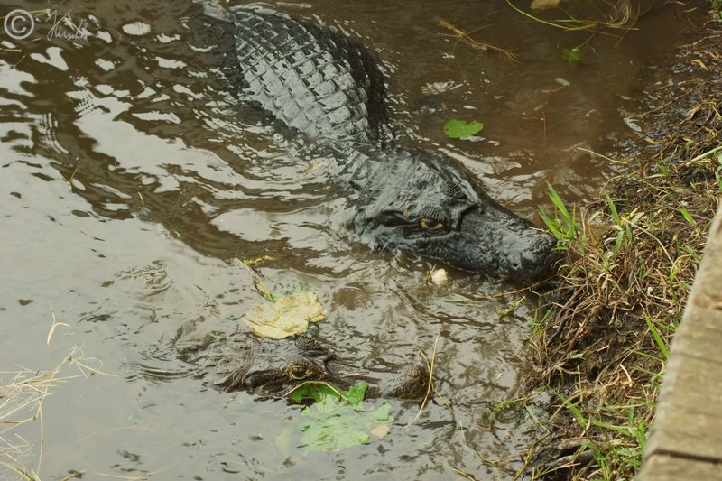 Ein männlicher und ein weiblicher Brillen-Kaiman (Caiman yacare) lauern auf Beute am Ufer