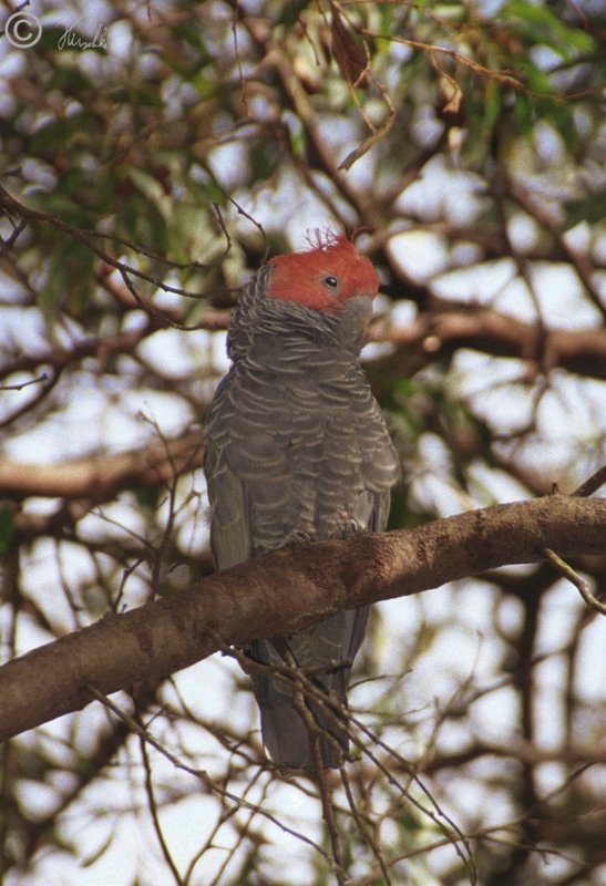 m&auml;nnlicher Gang-Gang Cockatoo (Callocephalon fimbriatum)