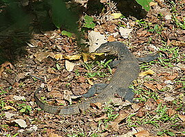 Bindenwaran (Varanus salvator) liegt am Boden