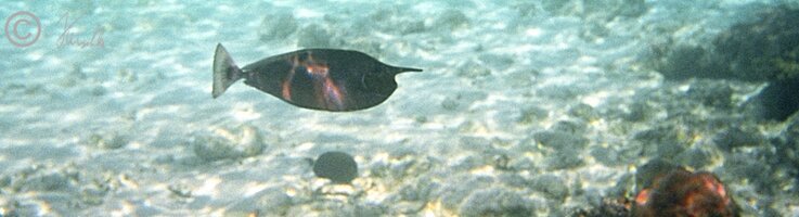 Unterwasserfoto: Einhornfisch 