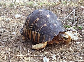 Strahlenschildkröte (Astrochelys radiata)