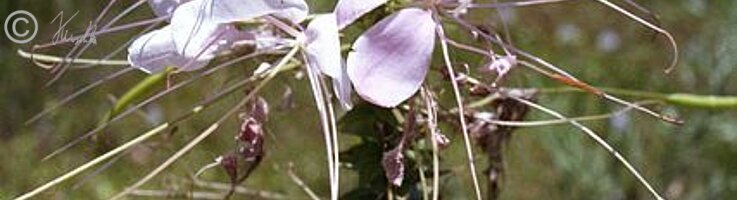 Blüten von Spinnenblumen (Cleome spec.)