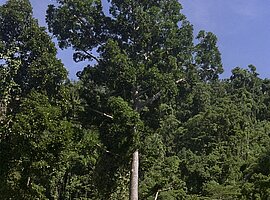 Queensland Kauribaum (Agathis rubusta)