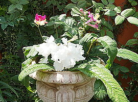 Blumenschale mit Drehfrucht (Streptocarpus spec.)