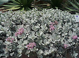 blühende Dwarf Kalanchoe (Kalanchoe pumila) im Flower Dome