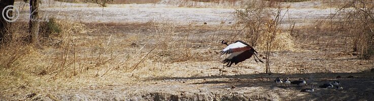 Kronenkraniche (Balearica pavonina) fliegen auf