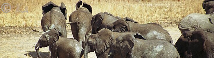 Herde Steppenelefanten (Loxodonta africana) verläßt die Tränke