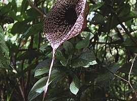 Blüte einer Aristolochia grandiflora, InBioParc