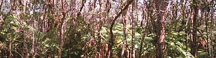 Ola'a-Forest mit Ingwer in der Krautschicht