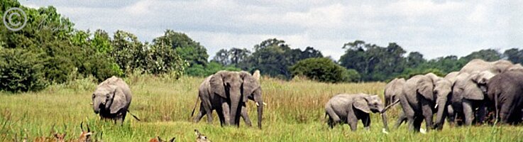 Herde Elefanten (Loxodonta africana) und Moorantilopen (Kobus leche) auf einer Feuchtwiese